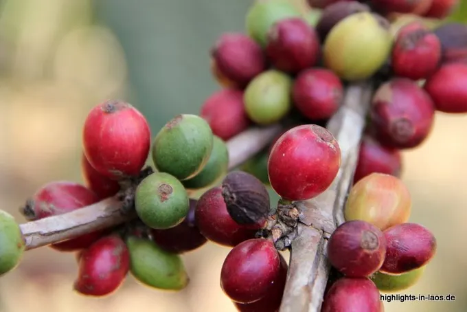 Kaffeebohnen am Strauch im Bolaven-Plateau